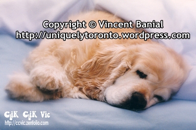 Photo of an American Spaniel. Photo credit Vincent Banial