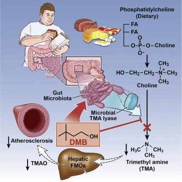 TMAlyase_GUT_graphical abstract_HAZEN-3