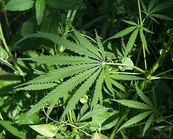 Photo of a Marijuana / Cannabis plant