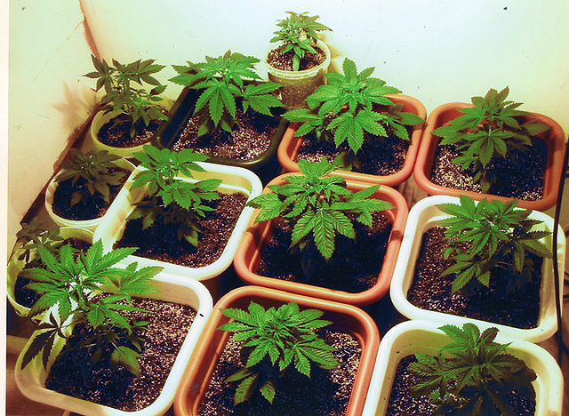 Cannabis plants